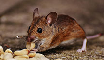 24 Hour & Emergency Exterminators in Hollins College, VA